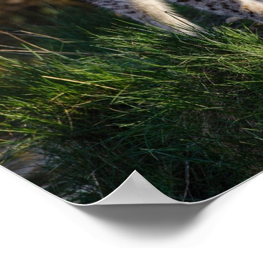 Stalking Lynx Poster (Hoek)