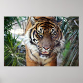 Stalking Tiger Poster (Voorkant)