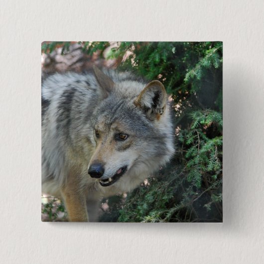 Stalking Wolf Pin Vierkante Button 5,1 Cm (Voorkant)