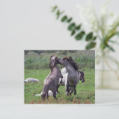 stalleeuwen briefkaart (Staand voorkant)
