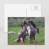 stalleeuwen briefkaart (Voorkant / Achterkant)