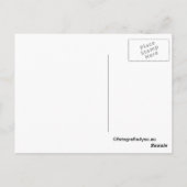 stalleeuwen briefkaart (Achterkant)