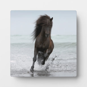 Stallion aan boord Noord-Atlantische Oceaan Fotoplaat