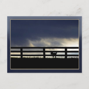 Stallion Boerderij Briefkaart