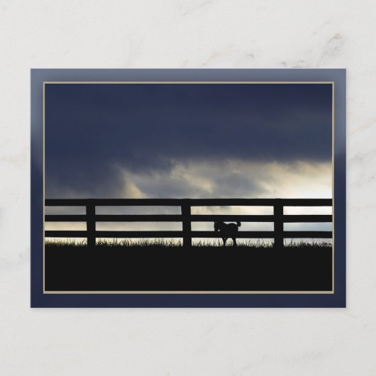 Stallion Boerderij Briefkaart (Voorkant)