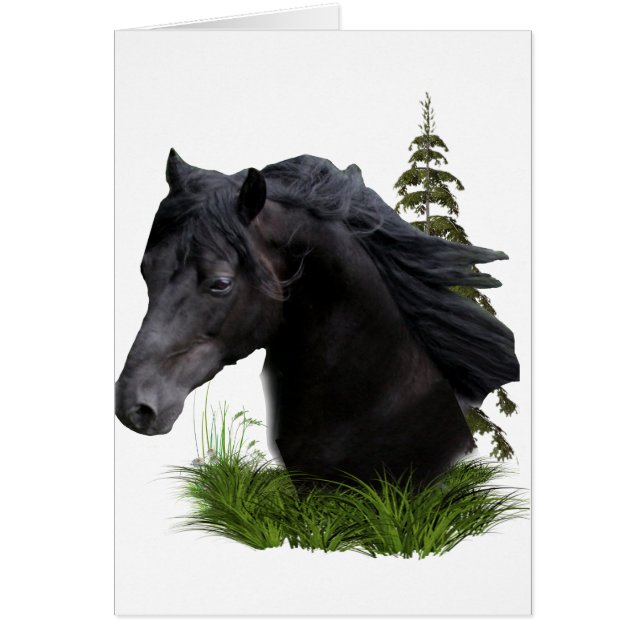 stallion.final (Voorkant)