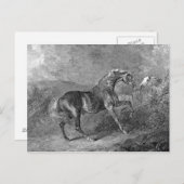 Stallion Horse  Illustratie Briefkaart (Voorkant / Achterkant)