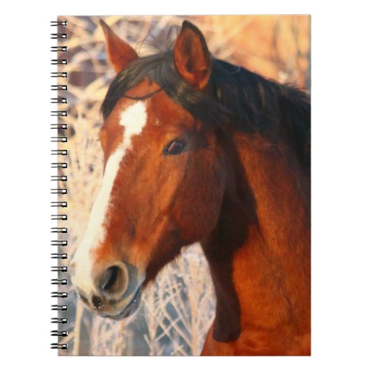Stallion Horse Notitieboek (Voorkant)