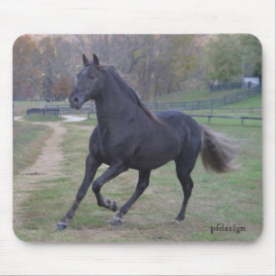 Stallion Muismat