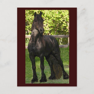 Stallion Painting-Briefkaarten Briefkaart