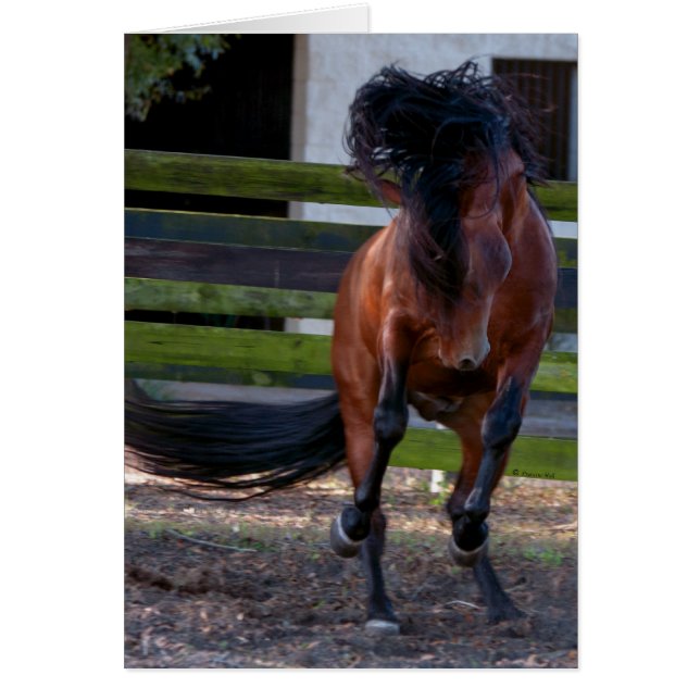 Stallion Play (Voorkant)