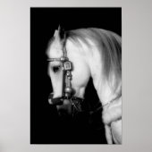 Stallion Poster (Voorkant)