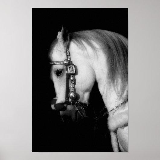 Stallion Poster (Voorkant)