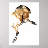 Stallion Poster (Voorkant)