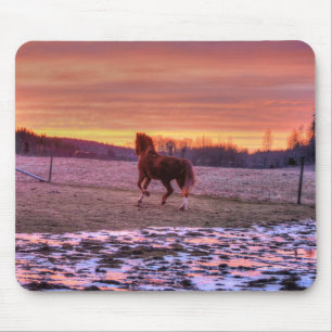 Stallion Running Home op Sunset on Ranch Muismat