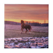 Stallion Running Home op Sunset on Ranch Tegeltje (Voorkant)