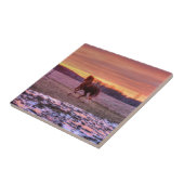 Stallion Running Home op Sunset on Ranch Tegeltje (Zijkant)