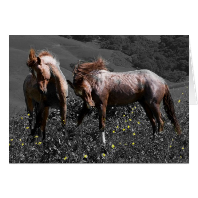 Stallion Spar (Voorkant Horizontaal)