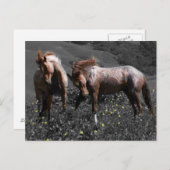 Stallion Spar Briefkaart (Voorkant / Achterkant)