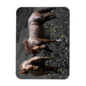 Stallion Spar Magneet (Verticaal)