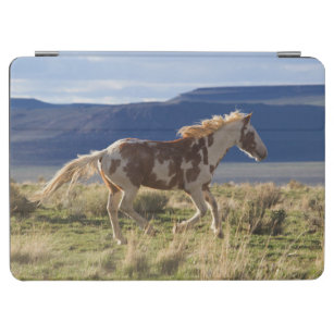 Stallion, Steens-bergen, Oregon iPad Air Cover