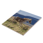 Stallion, Steens-bergen, Oregon Tegeltje (Zijkant)