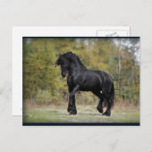 Stallion Strut Briefkaart (Voorkant / Achterkant)