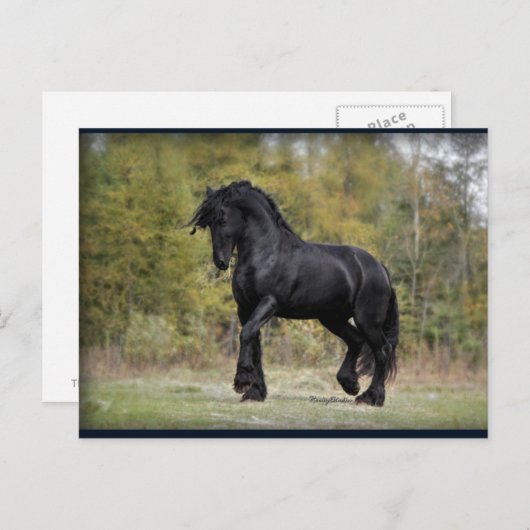 Stallion Strut Briefkaart (Voorkant / Achterkant)