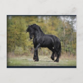 Stallion Strut Briefkaart (Voorkant)