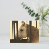 Stallion Watching Briefkaart (Staand voorkant)