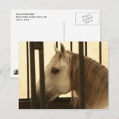 Stallion Watching Briefkaart (Voorkant / Achterkant)