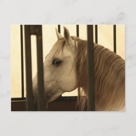 Stallion Watching Briefkaart (Voorkant)