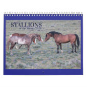"Stallions" MustangWild 2026 Calendar Kalender (Hoes)
