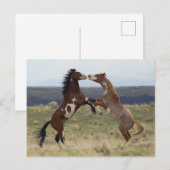 Stallions, Steens-gebergte, Oregon Briefkaart (Voorkant / Achterkant)