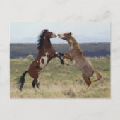 Stallions, Steens-gebergte, Oregon Briefkaart (Voorkant)