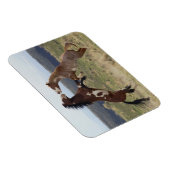 Stallions, Steens-gebergte, Oregon Magneet (Rechterzijde)