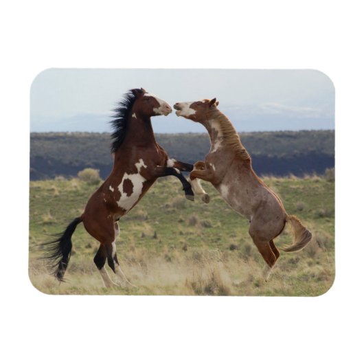 Stallions, Steens-gebergte, Oregon Magneet (Horizontaal)