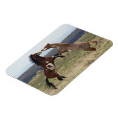 Stallions, Steens-gebergte, Oregon Magneet (Linkerzijde)