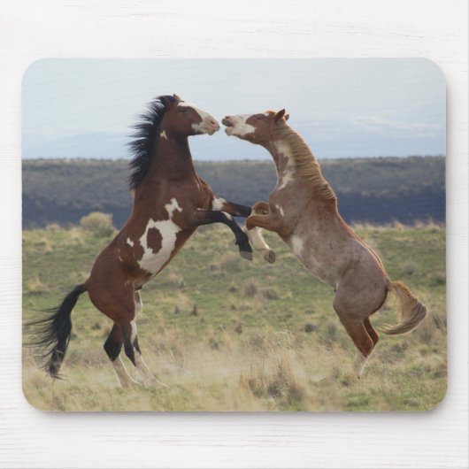 Stallions, Steens-gebergte, Oregon Muismat (Voorkant)