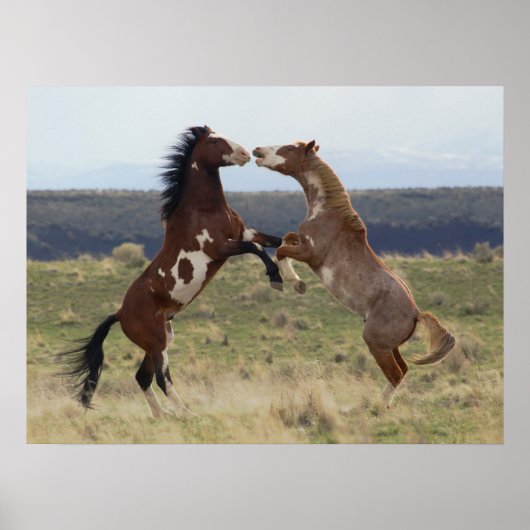 Stallions, Steens-gebergte, Oregon Poster (Voorkant)