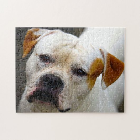 Stamboek Bulldog. Legpuzzel (Horizontaal)