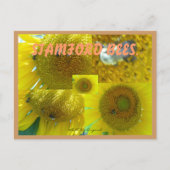 STAMFORD CT BEES BRIEFKAART (Voorkant)