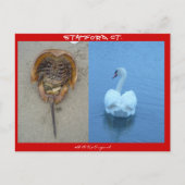 Stamford, CT Briefkaart (Voorkant)