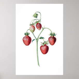STAMMEREN - botanische afdruk Poster