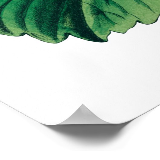 STAMMEREN - botanische afdruk Poster (Hoek)