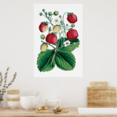 STAMMEREN - botanische afdruk Poster (Keuken)