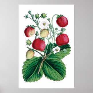 STAMMEREN - botanische afdruk Poster