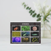 stamp briefkaart (Staand voorkant)