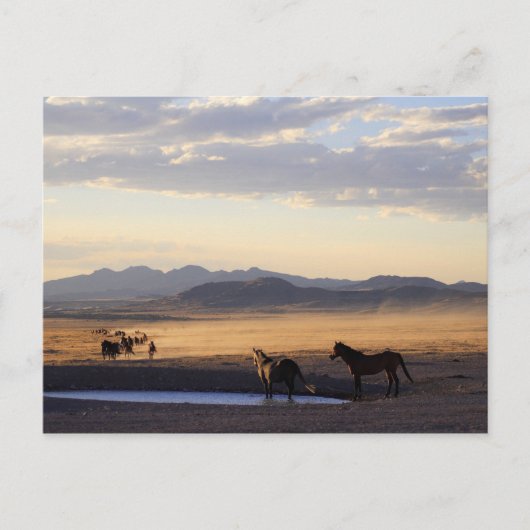 Stampede Briefkaart (Voorkant)
