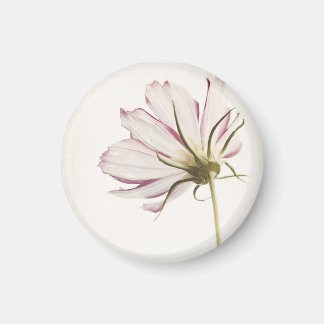 "Stand in the Light" Magneet